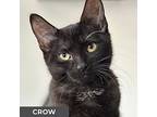 Crow, Domestic Shorthair For Adoption In Toronto, Ontario