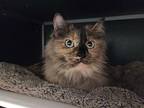Dolce, Domestic Longhair For Adoption In Mishawaka, Indiana