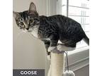 Goose, Domestic Shorthair For Adoption In Toronto, Ontario