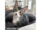 Mallard, Domestic Shorthair For Adoption In Toronto, Ontario