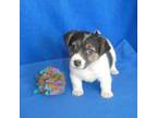 Parson Russell Terrier Puppy for sale in Olpe, KS, USA