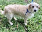 Dempsey, Terrier (unknown Type, Small) For Adoption In Houston, Texas