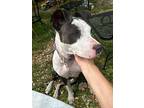 Aphrodite, Bull Terrier For Adoption In Junction, Texas