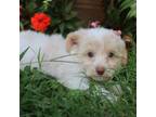 Maltipoo Puppy for sale in Williford, AR, USA