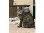 Somerset, Domestic Shorthair For Adoption In Fairfax, Virginia