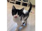 Wally, Domestic Shorthair For Adoption In Fort Myers, Florida