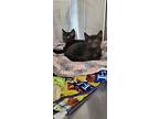 Mork & Mindy, Domestic Shorthair For Adoption In Tioga, Pennsylvania