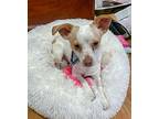 Petey, Terrier (unknown Type, Small) For Adoption In New York, New York