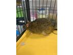 Rockshore, Rat For Adoption In Lowell, Massachusetts