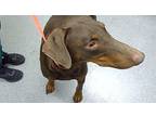 Spike, Doberman Pinscher For Adoption In Lincoln, Nebraska