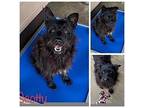 Scotty, Scottie, Scottish Terrier For Adoption In Gretna, Florida