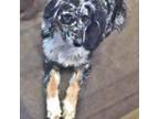 Aussiedoodle Puppy for sale in Elk City, OK, USA