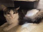 Candy, Domestic Mediumhair For Adoption In Chicago, Illinois