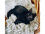 Precious Peony!, Bombay For Adoption In South Salem, New York