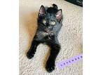 Lavender Is Our Lil' Lover, Bombay For Adoption In South Salem, New York