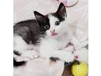 Amy Our Love!, Domestic Shorthair For Adoption In South Salem, New York
