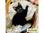 Daffodil Is Our Lover, Bombay For Adoption In South Salem, New York