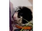Teddy, Guinea Pig For Adoption In Sebastian, Florida