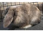 Benji, Lop, Holland For Adoption In Marshfield, Wisconsin