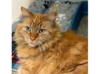 Tom, Domestic Longhair For Adoption In Blountville, Tennessee