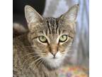 Queen Quintessa, Domestic Shorthair For Adoption In San Francisco, California