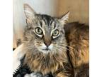 Murphy, Domestic Shorthair For Adoption In San Francisco, California