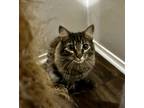 Mr. Darcy, Maine Coon For Adoption In Fort Worth, Texas