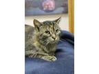 Abilene, Domestic Shorthair For Adoption In Portage, Wisconsin