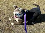 Angie, American Pit Bull Terrier For Adoption In Twinsburg, Ohio