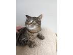 Faith, Domestic Shorthair For Adoption In Northfield, Minnesota