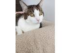 Rory, Domestic Shorthair For Adoption In Northfield, Minnesota