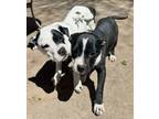 Buzz, American Pit Bull Terrier For Adoption In North Wilkesboro, North Carolina