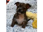 Dillie, Terrier (unknown Type, Small) For Adoption In Gig Harbor, Washington
