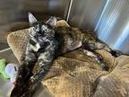 Margot, Domestic Shorthair For Adoption In Oakdale, California