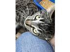 Taddy, Domestic Shorthair For Adoption In Oakdale, California