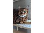 Luna, Bengal For Adoption In Evergreen, Colorado