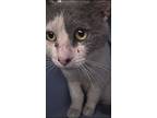 Mr Grey, Domestic Shorthair For Adoption In Ocala, Florida