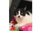 Clover, Domestic Shorthair For Adoption In Visalia, California