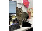 Fiona, Domestic Shorthair For Adoption In Wautoma, Wisconsin