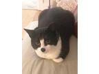 Checkers, Domestic Shorthair For Adoption In Nolensville, Tennessee