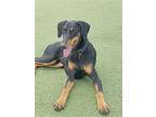 Maymay 3226, Doberman Pinscher For Adoption In Oakland Park, Florida