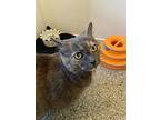 Xena, Domestic Shorthair For Adoption In Seville, Ohio