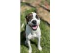 Pandora, American Staffordshire Terrier For Adoption In Irving, Texas