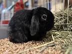 Cooper, Lop-eared For Adoption In Andover, Connecticut