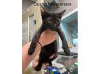 Dustin Henderson, Domestic Shorthair For Adoption In Wisconsin Rapids, Wisconsin