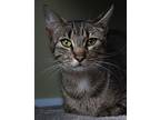 Pearl, Domestic Shorthair For Adoption In Powell River, British Columbia