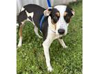 Astro, Terrier (unknown Type, Medium) For Adoption In Jasper, Texas