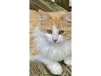 Creamsicle, Domestic Longhair For Adoption In Myrtle Beach, South Carolina