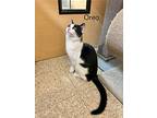 Oreo, Domestic Shorthair For Adoption In Springfield, Pennsylvania