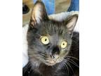 71786a Sporty, Domestic Shorthair For Adoption In North Charleston